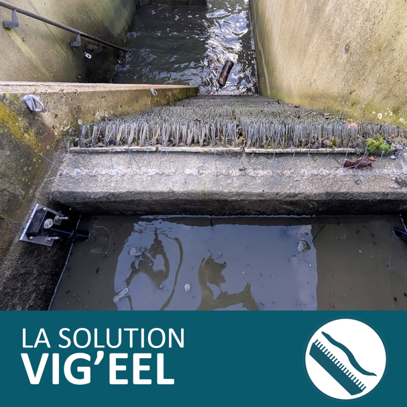 SOLUTION VIG'EEL